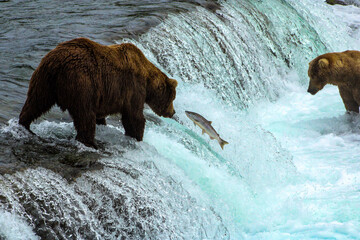 Grizzly Bears Alaska