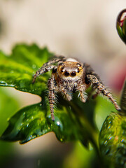 Spider Macro Photography
