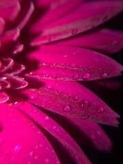 Flower Macro Photography