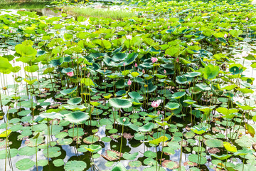 Green Leaves waterlily or lotus reflection in the pond