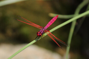Dragon Fly
