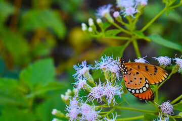 butterfly on a flower