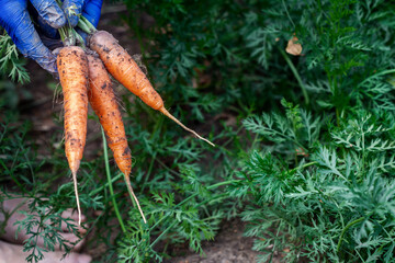 Fresh carrot harvest