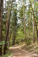 Waldfotografie, Bäume, Natur