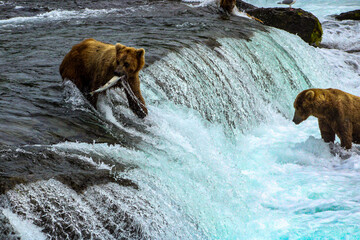 Bear in river hunting salmon