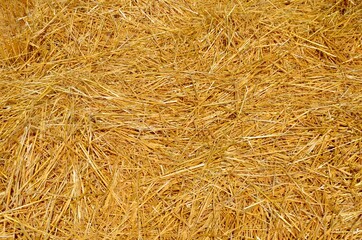 Closeup of golden yellow hay, usable as background