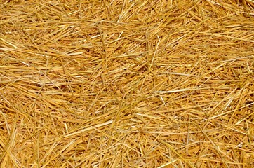 Closeup of golden yellow hay, usable as background