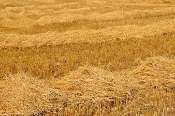 Closeup of fresh mowed corn field in the countryside, golden yellow hay rows, advertising for agriculture, background, season, summer