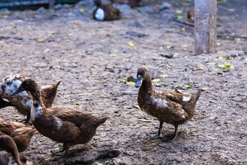 Brown duck in cage from local animals agriculture of Thailand for egg harvesting