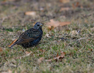 European Starling Foraging on Ground in Fall