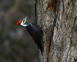 Female Pileated Woodpecker on Tree Trunk in Fall, Portrait