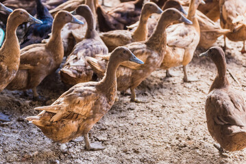 Brown duck in cage from local animals agriculture of Thailand for egg harvesting