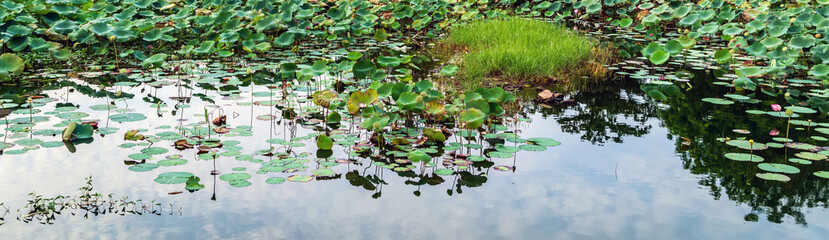 Obraz na płótnie Canvas lotus flower panoramic pond background.