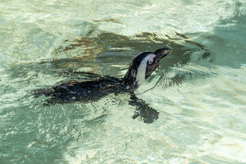 Fototapeta premium A penguin swimming in the water