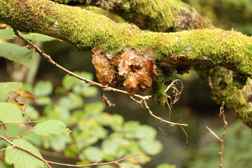 Fungus and gunge clinging to the outside of tree bark