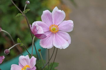 Pink Japanese anemone flower and buds, Anemone x hybrida elegans, Japanese tumbleweed or windflower closeup on a natural background