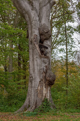 Mouthguards and a crevice in the trunk of a perennial tree