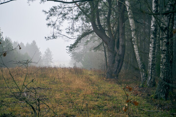 jesienne drzewa ,mgła 
