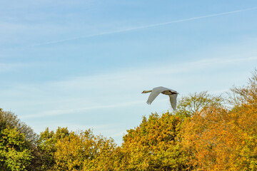White mute swan gains altitude