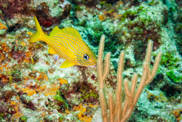 Vibrant yellow French Grunt swimming in the Cayman Islands