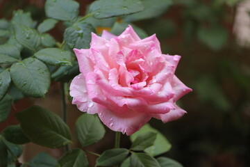 pink rose in garden