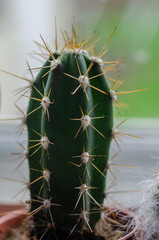 Close up view of a cactus plant which on a kitchen windowsill.