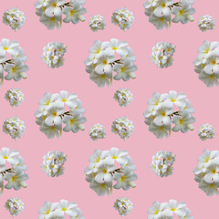 White plumeria flowers, on a pink background