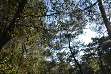 trees in the forest