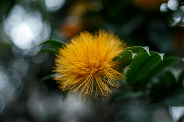 Yellow flowe