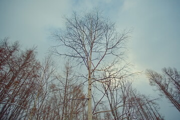 Fototapeta na wymiar エゾマツの林と一本の白樺の木
