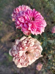 pink and white flowers.