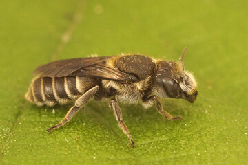 A close up of a  Viper's Bugloss Mason Bee ,Hoplitis adunca, which as it name mentions specializes on collecting pollen and nectar from the genus Echium.