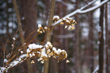 雪を被った枯れた植物