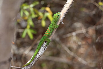 lizard on a branch