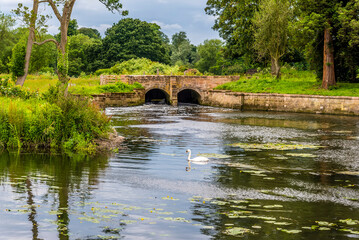 A swan on the River Avon near Stoneleigh, UK in the summertime © Nicola