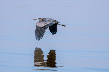 Great Blue Heron (Ardea herodias) on Salton Sea, Imperial Valley, California, USA