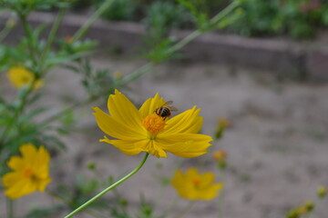 Fototapeta premium yellow flower on the ground