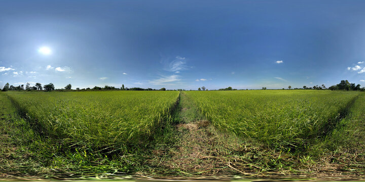 360 degrees spherical panorama of rice field