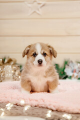 Purebred Welsh Corgi puppy dog in Christmas decoration. New Year holidays