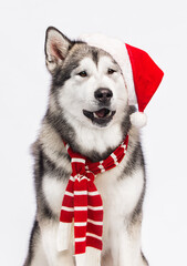alaskan malamute dog in red hat and striped scarf
