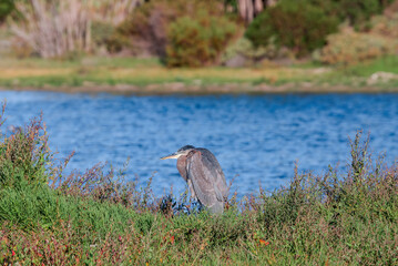Great Blue Heron (Ardea herodias) in Malibu lagoon, California, USA