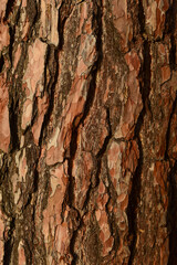 A trunk with a distinct, cracked bark illuminated by autumn and winter sunlight