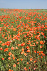 Red poppy flowers in a field on a sunny day. Clear blue sky over a poppy field. Scenery. Red wildflowers.