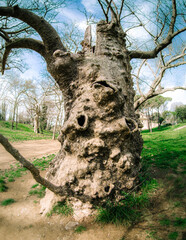 tree in the park