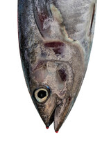 Freshly caught tuna, Sri Lanka