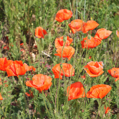Large red poppy flowers close up. Beautiful wildflowers with red petals.