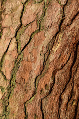 A trunk with a distinct, cracked bark illuminated by autumn and winter sunlight