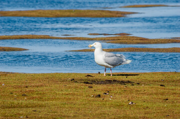 Glaucous Gull (Larus hyperboreus) in Barents Sea coastal area, Russia