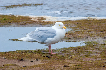 Glaucous Gull (Larus hyperboreus) in Barents Sea coastal area, Russia