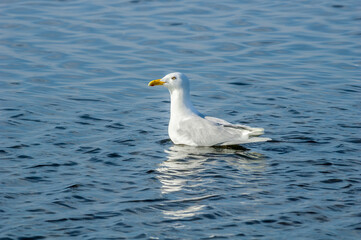 Glaucous Gull (Larus hyperboreus) in Barents Sea coastal area, Russia